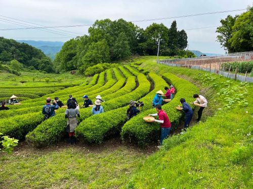 あまみと旨みがギュッと詰まった、美味しいお茶が栽培されている地域です。