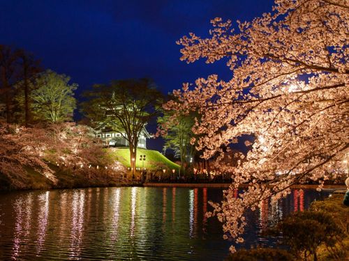 「やっと春だ」と思える桜。冬を越えたあとに見る、特別な景色。