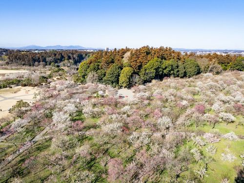 約100種3,000本の梅が咲き誇る日本三名園・偕楽園