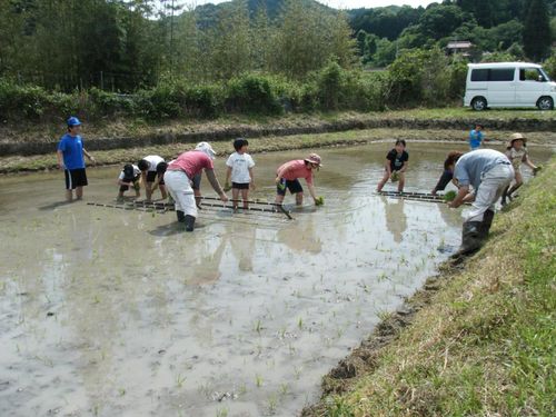 田植え体験
