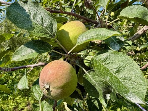 成長中の赤ちゃんりんご🍎赤く大きくなったりんごの収穫をお願いします🧑🌾