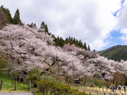 山あいを彩る、遅咲きの桜。厳しい冬を越えた春は、ひときわ美しい。
