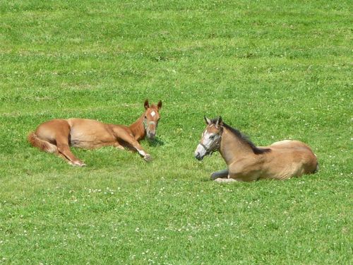 春は仔馬のシーズン。馬産地ならではの風景