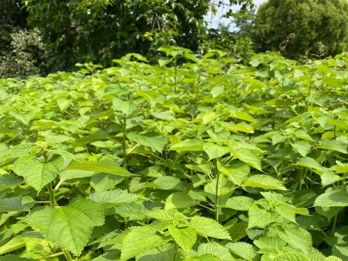 苧麻(ラミー)の畑。日本古来の麻で「からむし」「青苧(あおそ)」とも呼ばれます