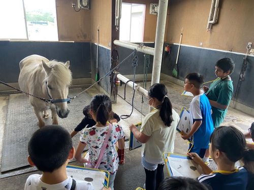 小・中学校では馬についての授業もあります