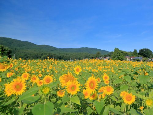 牧野のひまわり