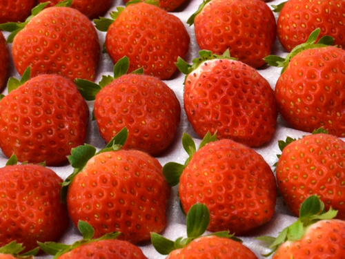 真っ赤ないちご 美しい🍓