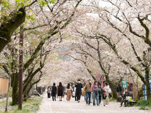 秋月 杉の馬場