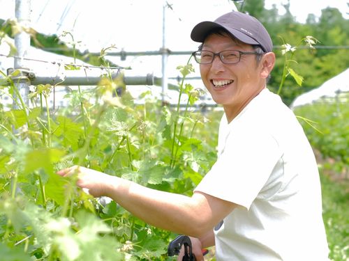 花巻市地域おこし協力隊 渡邊さん活動の様子 ブドウの剪定