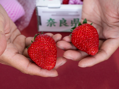 6FARMのこだわり完熟いちご。「古都華」を全国に広げる仕掛けを考えます