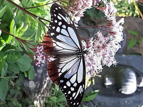模様が鮮やか　アサギマダラ