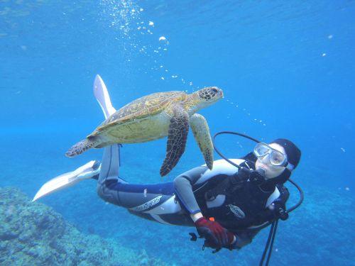 沖永良部島にはウミガメが多く生息しており、運が良ければ一緒に泳ぐことも