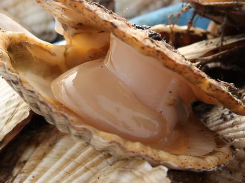旨みが凝縮したホタテ。別海でしか味わえない、ぷりぷりで甘い贅沢を堪能しませんか？