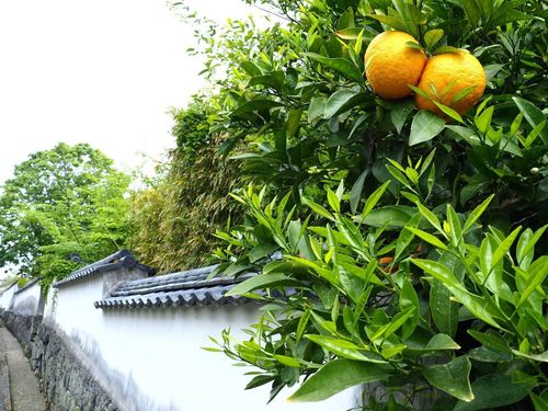 CASAでは萩・城下町の美しい町並みを守りたいという思いで活動しています。