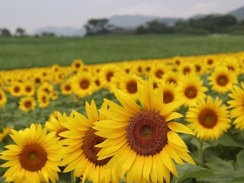 ひまわりも咲き誇り明るい気持ちに！（まんのう町）
