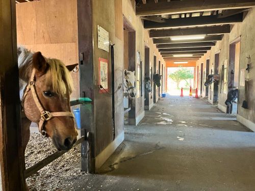 町営の乗馬施設では人参やりなど気軽に馬と触れ合えます