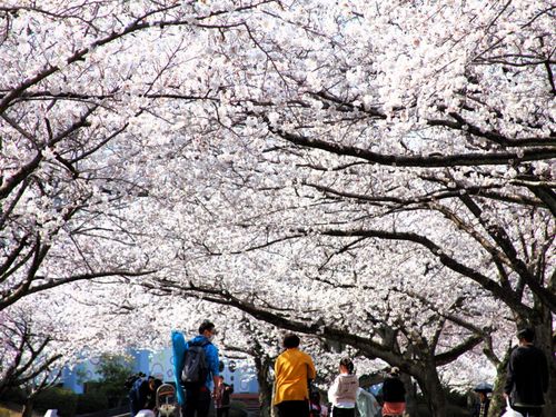 こどもたちで賑わう、広い公園には様々な遊具も。【加賀市中央公園】