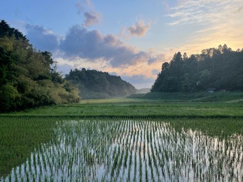 管理している水田の景色