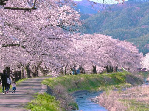 今年の桜も綺麗でした!(ミヤジマ)