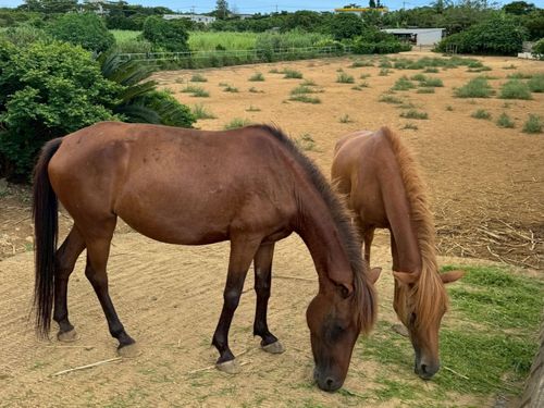 のんびり過ごす宮古馬