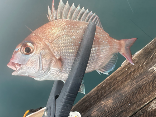 あなたの好きなお魚は？？