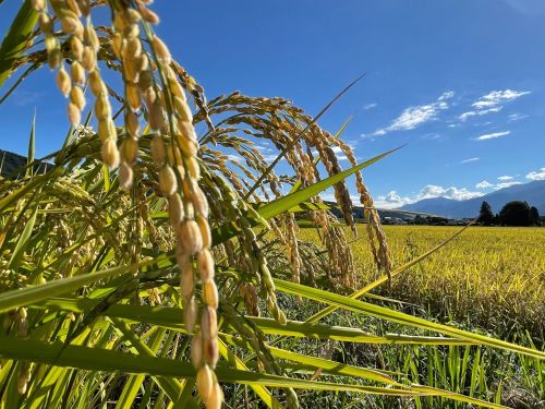今まさに、秋の稔りの季節です🌾