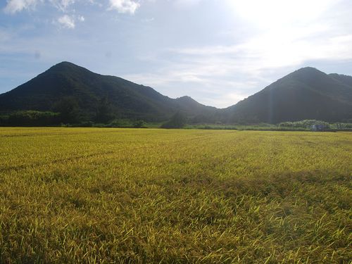 自然の中で育まれる恵みをいただく、島の暮らし