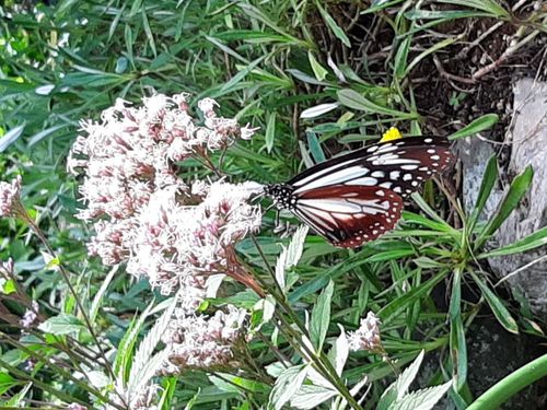 渡り蝶　アサギマダラ