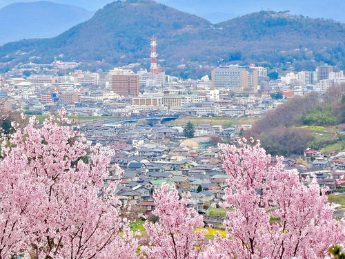 福島市の観光名所「花見山」から見える市街地。