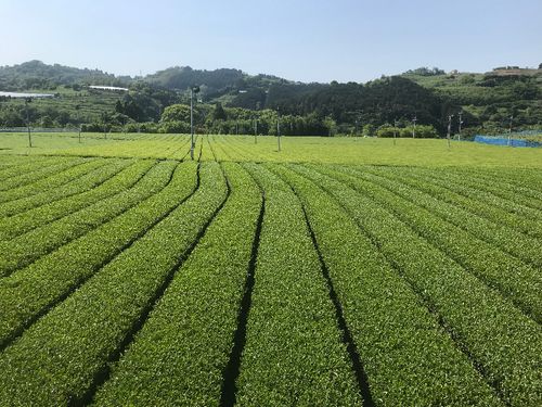 新茶の季節です。緑が目に眩しい。