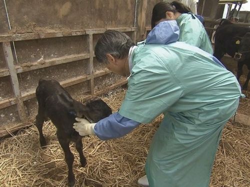 平日は農家を巡回して子牛の様子を観察