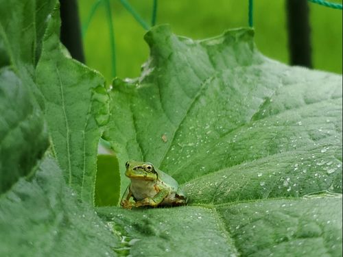 家庭菜園のお友達