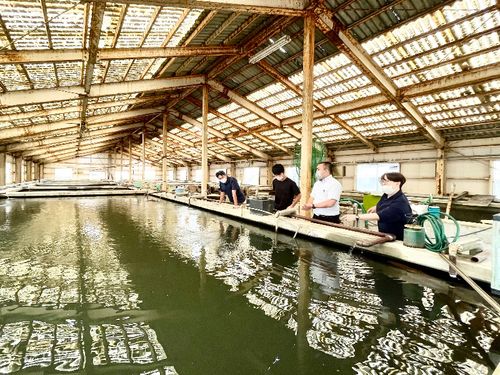 すっぽん以外にもチョウザメなども育てる養殖施設