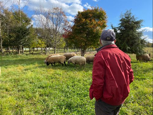 羊を見つめる山田さんの背中