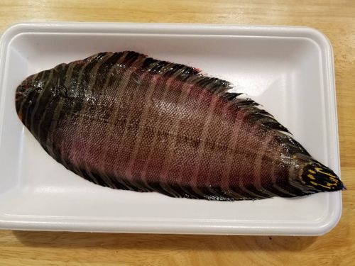 珍魚シマウシノシタを…