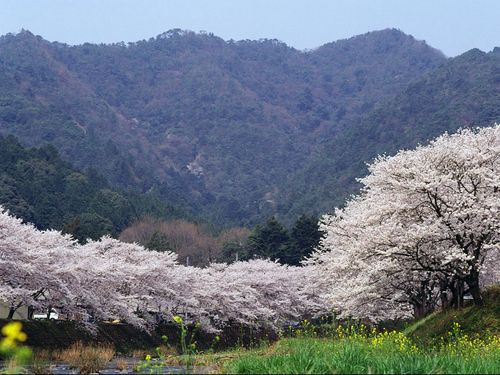 夢前川沿いの桜（夢前町）