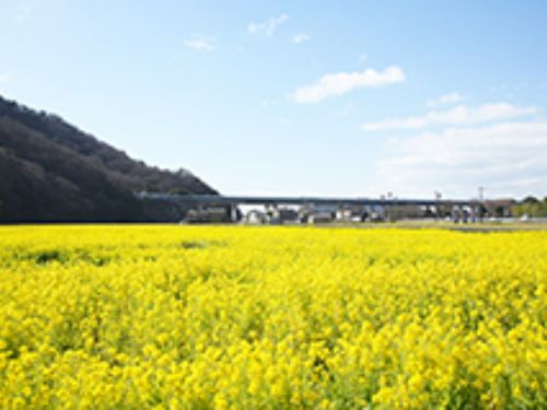 菜の花畑（夢前町）