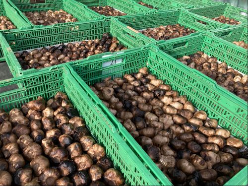 小野町の名産の6次化商品黒にんにくです。