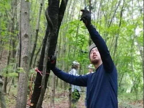 木の伐採