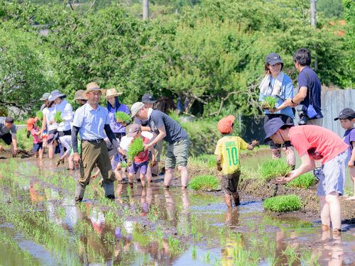 田植えは農家さんにご指導いただきます
