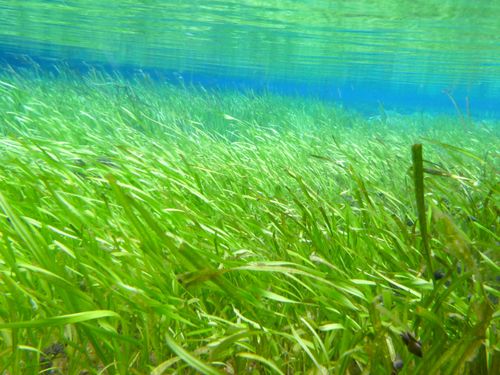 小林市は70箇所もの湧水地があり、水の美しさが魅力です。