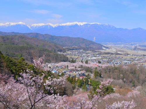 日本三大桜の名所の高遠城址公園、毎年たくさんの方が訪れます🌸
