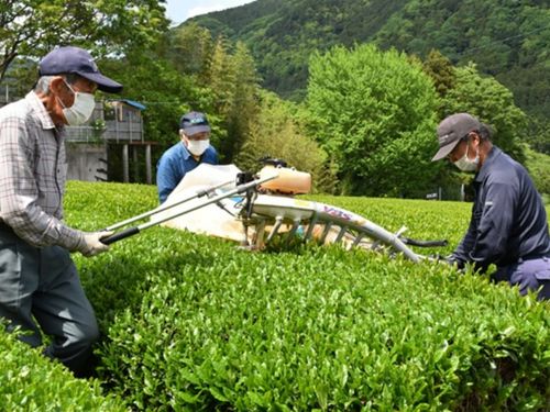 新茶の収穫の様子