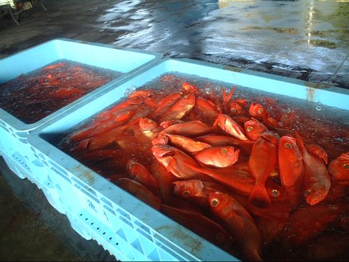 高知県東部地域特産の高級魚「キンメダイ」