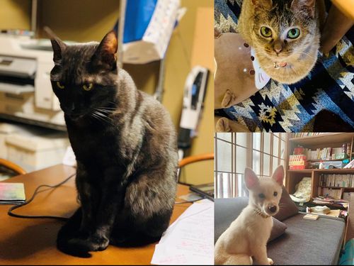 保護猫や保護犬も住民として滞在しています!