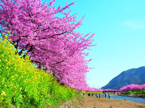 これからは桜もきれいです。