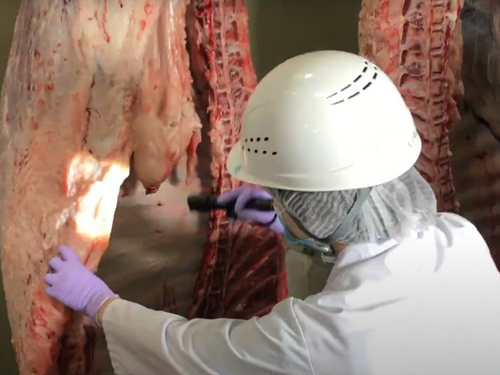 食肉衛生検査所で枝肉の検査