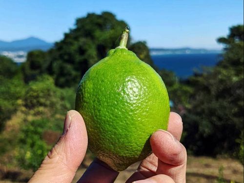 「片浦レモン」の収穫