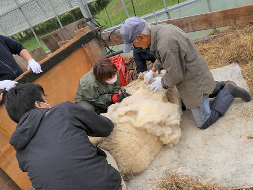 毛刈りに挑戦する前川さんと指導する山田さん