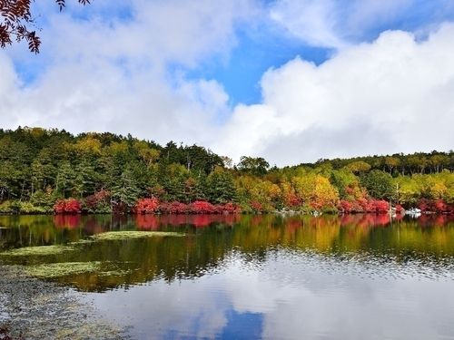 白駒池では紅葉が始まっているかも